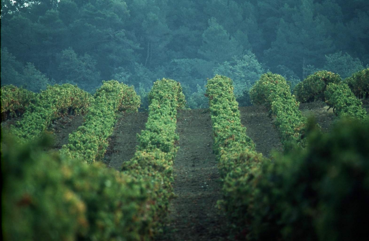 Vignes du Luberon