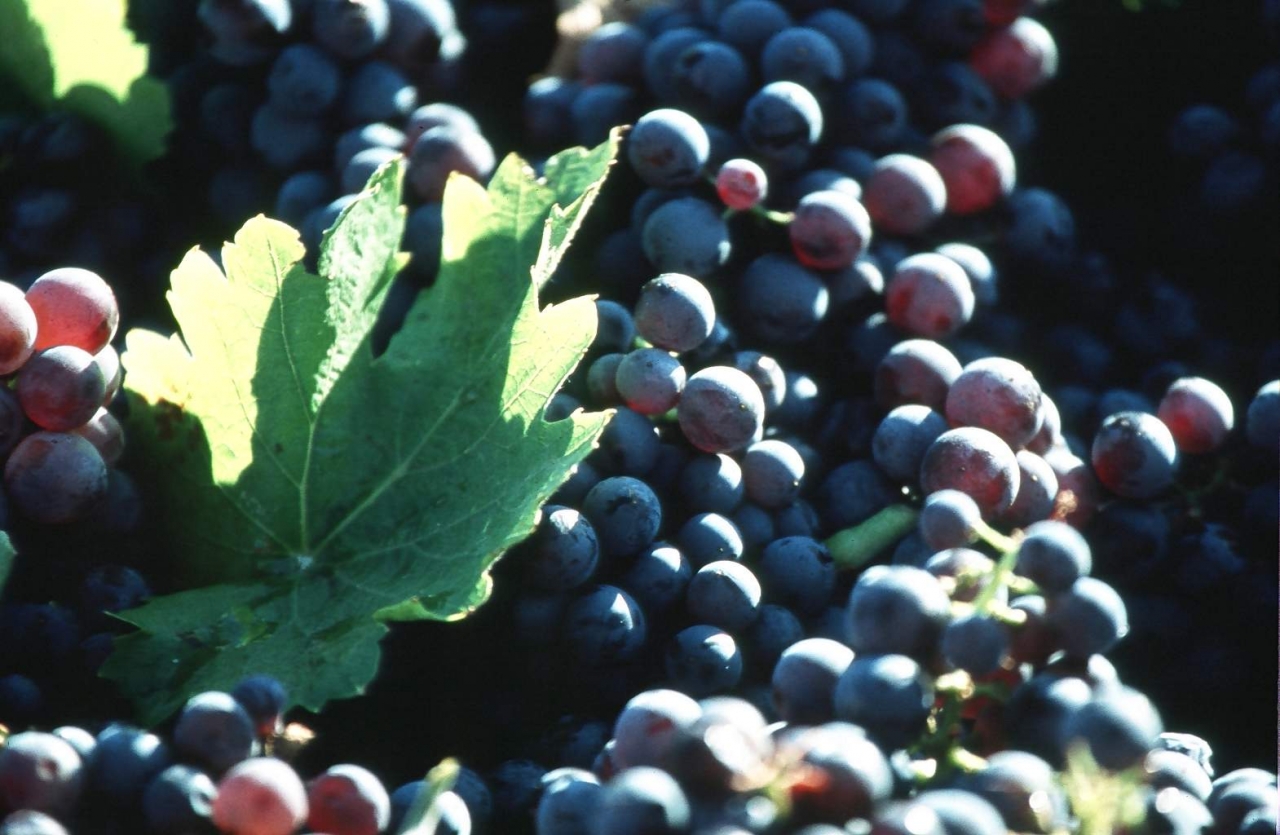 raisin AOC Luberon