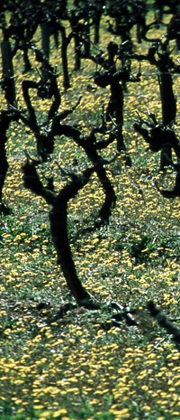 Vignes du Luberon