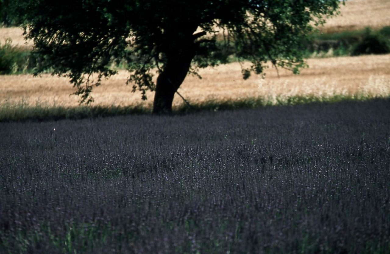 Nature en Luberon