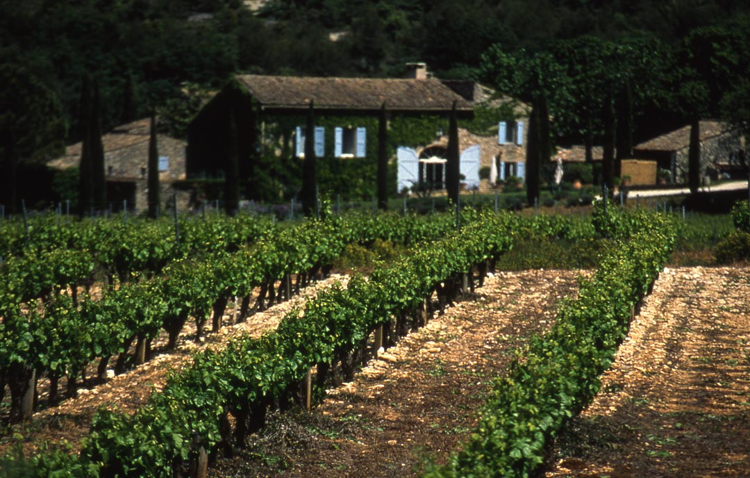 Vignes du Luberon