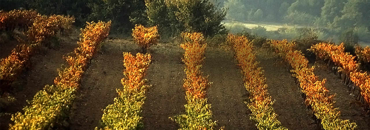 Over the vines, the true nature of the Luberon