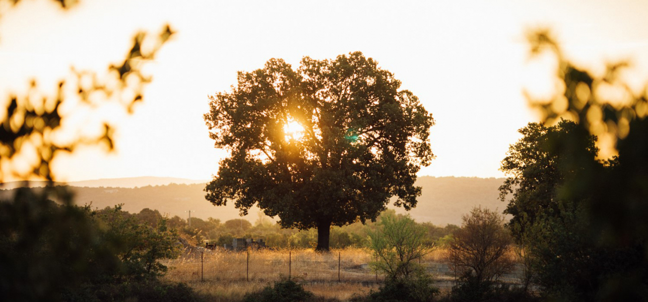 AOC Luberon, en harmonie avec la Nature