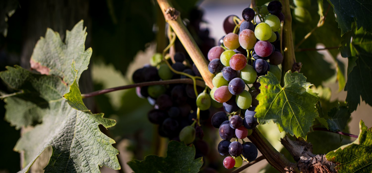 Au fil des vignes, la vraie nature du Luberon