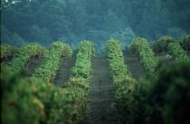 Vignes du Luberon