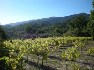 Domaine Douzon