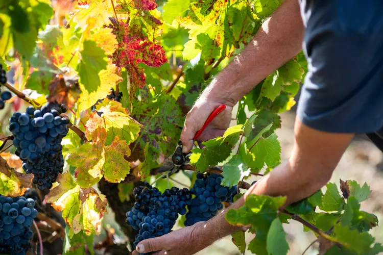 Vignerons & Caves