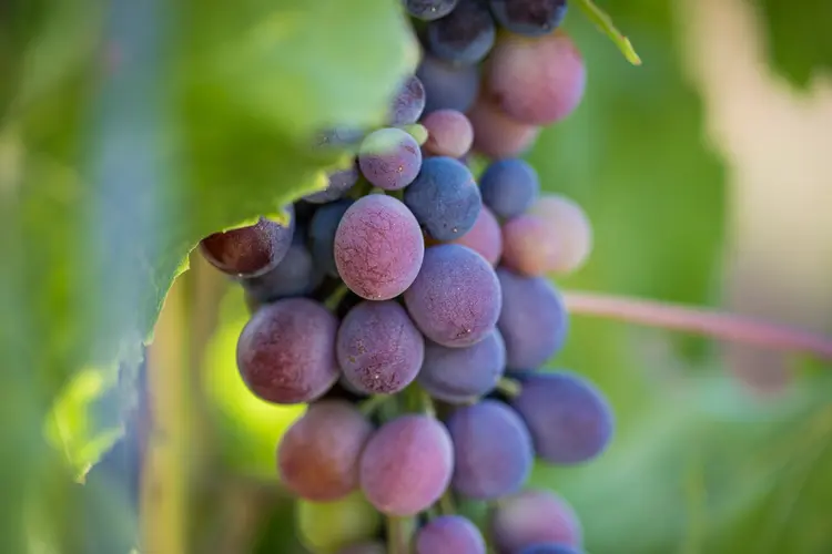 Rouges & Rosés